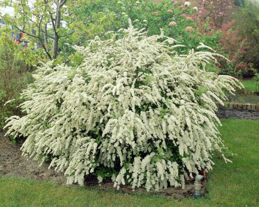Spirea media